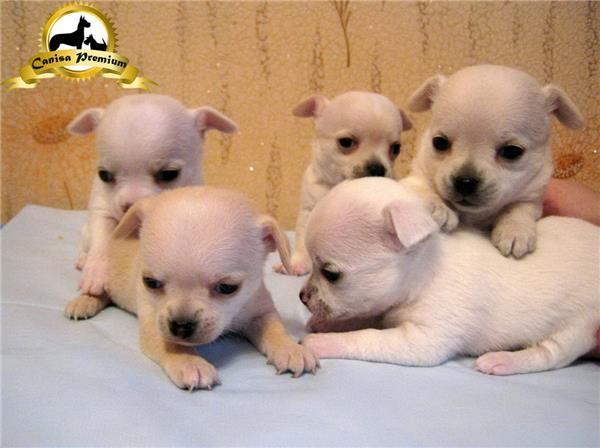 Puiuti Chihuahua de vanzare - Pret | Preturi Puiuti Chihuahua de vanzare