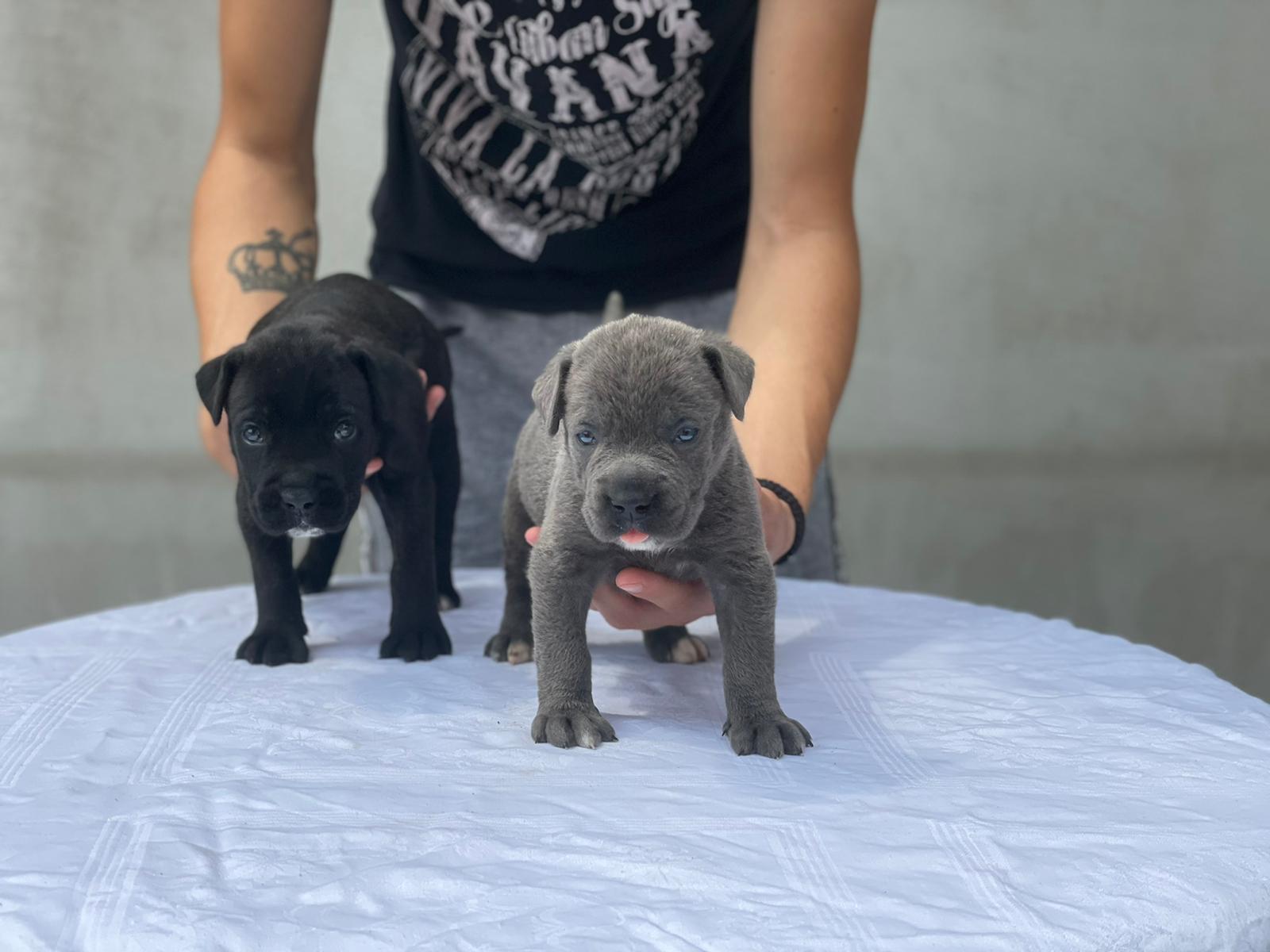 Cane Corso catelusi de vanzare - Pret | Preturi Cane Corso catelusi de vanzare