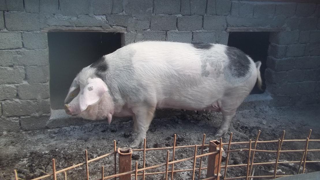 porc mare pentru sacrificare - Pret | Preturi porc mare pentru sacrificare