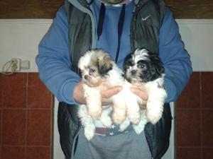 shih-tzu - Pret | Preturi shih-tzu