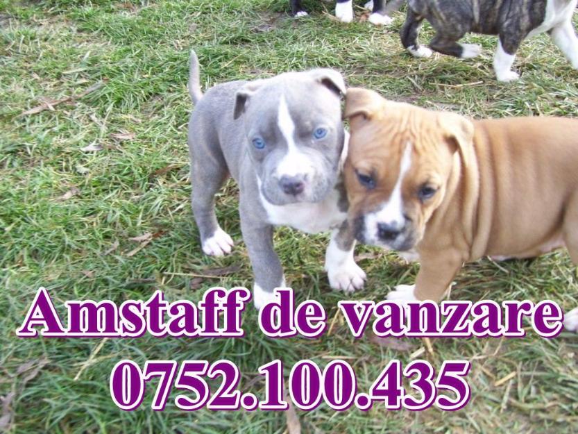 Amstaff de vanzare-0752.100.435 - Pret | Preturi Amstaff de vanzare-0752.100.435