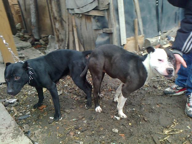 vand puii pitbull - Pret | Preturi vand puii pitbull