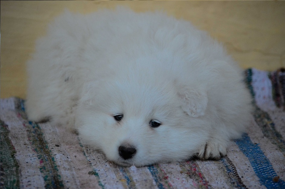 Puiut de Samoyed superb de vanzare! - Pret | Preturi Puiut de Samoyed superb de vanzare!