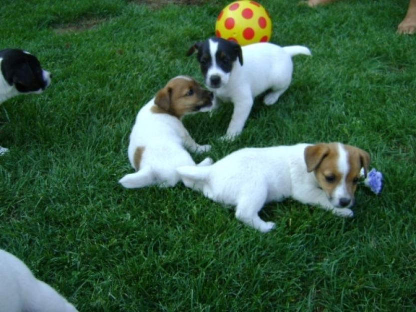 jack russel catei de vanzare - Pret | Preturi jack russel catei de vanzare