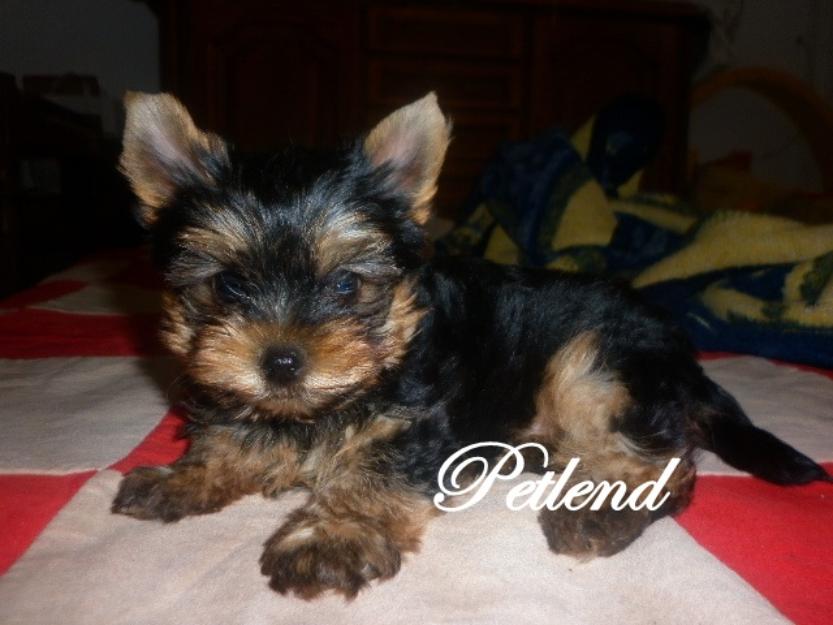 Vand catelusi Yorkshire Terrier foarte frumosi si sanatosi cu varsta de 8 saptamani insoti - Pret | Preturi Vand catelusi Yorkshire Terrier foarte frumosi si sanatosi cu varsta de 8 saptamani insoti