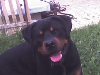 Donez caine Rottweiler - Pret | Preturi Donez caine Rottweiler