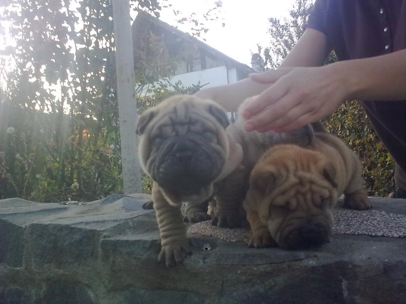 Pui shar pei adevarati de vanzare - Pret | Preturi Pui shar pei adevarati de vanzare