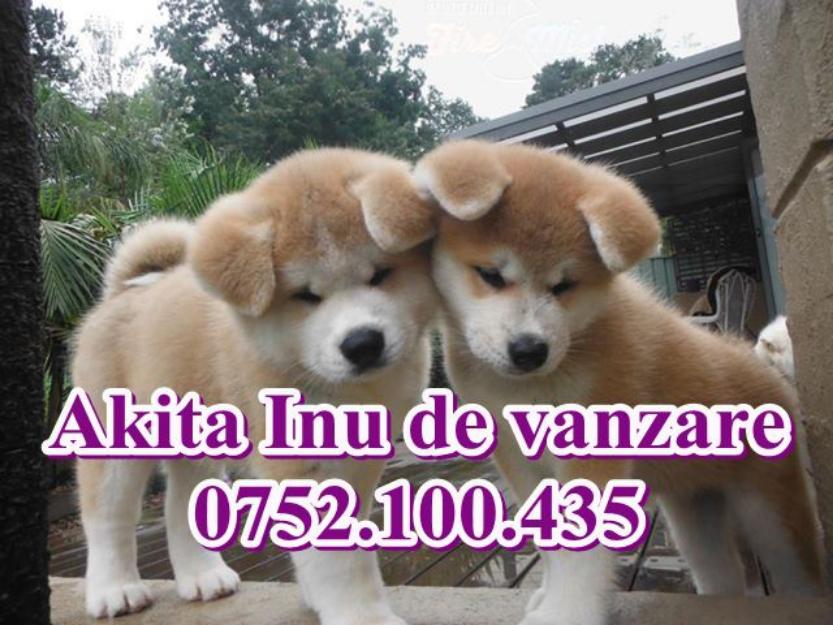 Akita Inu de vanzare- 0752.100.435 - Pret | Preturi Akita Inu de vanzare- 0752.100.435