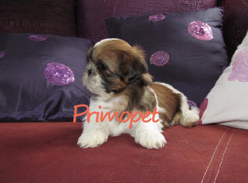 Catei rasa Shih Tzu de Vanzare - Pret | Preturi Catei rasa Shih Tzu de Vanzare