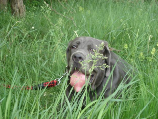 mastino napoletano,mastiff italian - Pret | Preturi mastino napoletano,mastiff italian