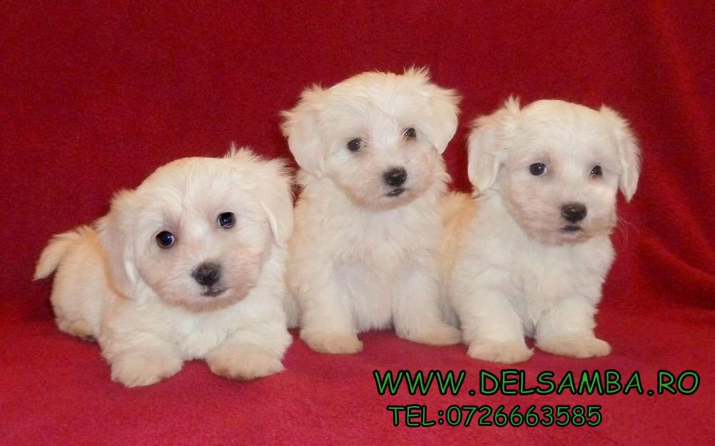 de vanzare pui de bichon maltese si bolognese - Pret | Preturi de vanzare pui de bichon maltese si bolognese