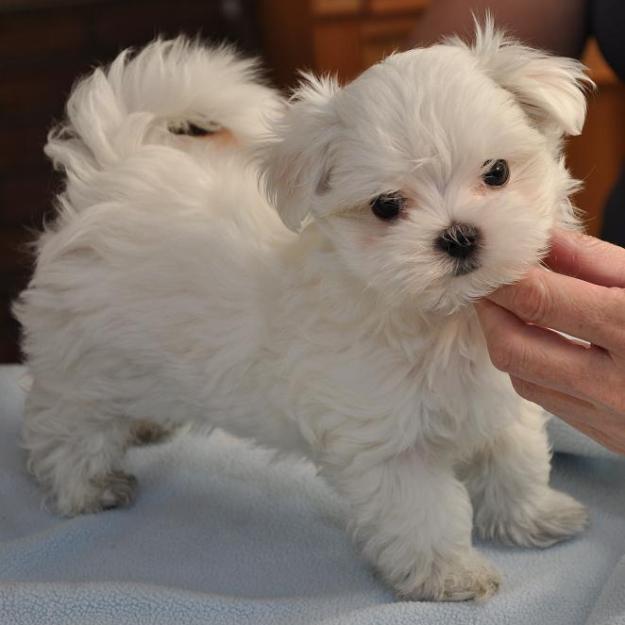 bichon maltese - Pret | Preturi bichon maltese