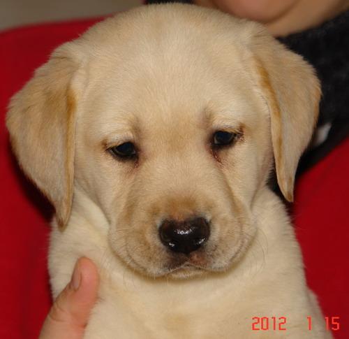 CATEI LABRADOR CU PEDIGREE - Pret | Preturi CATEI LABRADOR CU PEDIGREE