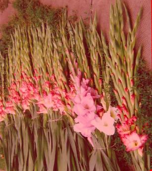 vand bulbi de gladiole Priscilla - Pret | Preturi vand bulbi de gladiole Priscilla