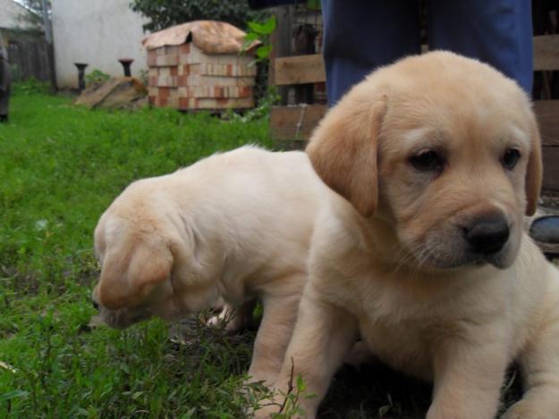 Labrador Oferta! - Pret | Preturi Labrador Oferta!