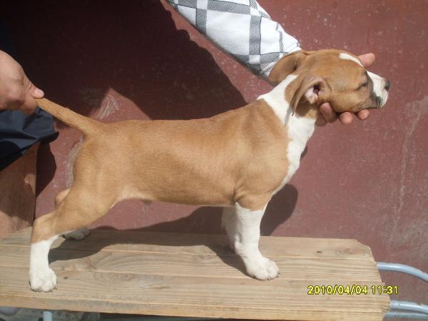 American Staffordshire Terrier Amstaff - Pret | Preturi American Staffordshire Terrier Amstaff