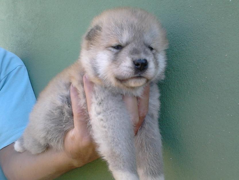 akita inu catei de vanzare - Pret | Preturi akita inu catei de vanzare