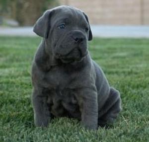 Cane Corso Talie Mare - Pret | Preturi Cane Corso Talie Mare