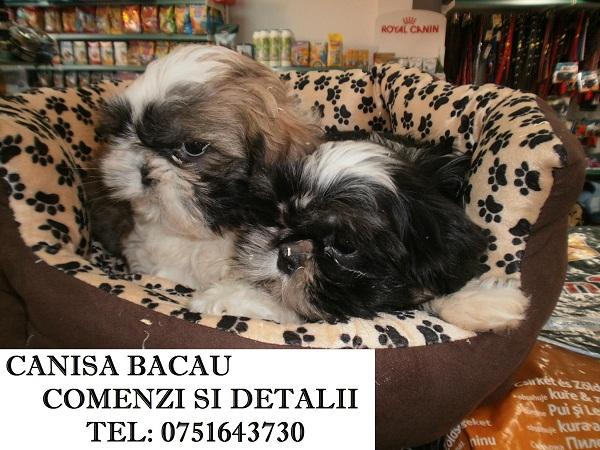 Catelusi shi- tzu mici bulgarasi tricolori si bicolori - Pret | Preturi Catelusi shi- tzu mici bulgarasi tricolori si bicolori