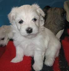 OFERTA!!! BICHON MALTEZ 480 RON - Pret | Preturi OFERTA!!! BICHON MALTEZ 480 RON