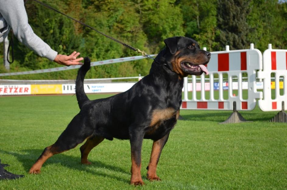 vand catel rottweiler cu pedigree si microcip - Pret | Preturi vand catel rottweiler cu pedigree si microcip