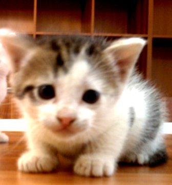 pisicuta caut stapan - Pret | Preturi pisicuta caut stapan