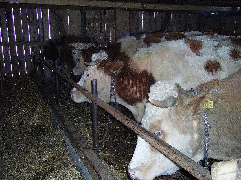 Vaci si juninci sau schimb cu tractor 4x4 - Pret | Preturi Vaci si juninci sau schimb cu tractor 4x4