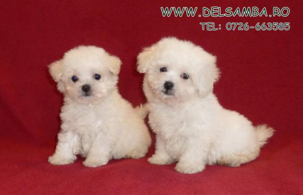 PUI DE BICHON BOLOGNESE si PUI DE BICHON MALTESE DE VANZARE - Pret | Preturi PUI DE BICHON BOLOGNESE si PUI DE BICHON MALTESE DE VANZARE