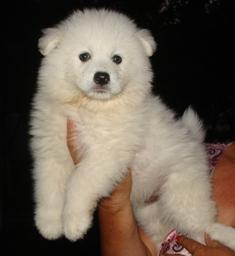 Vand puiuti Samoyed - Pret | Preturi Vand puiuti Samoyed