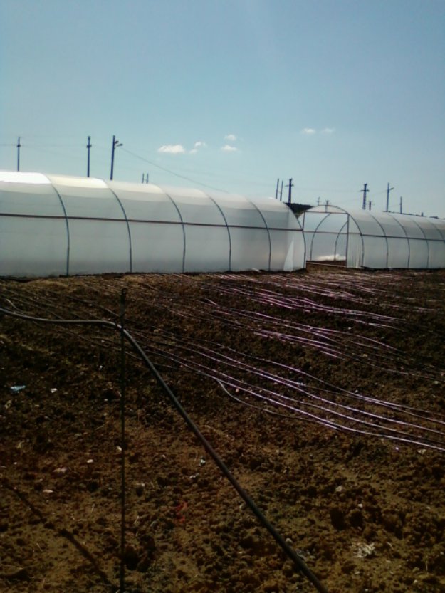 solarii tunel legume flori - Pret | Preturi solarii tunel legume flori