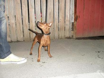 Pinscher Pitic - Pret | Preturi Pinscher Pitic