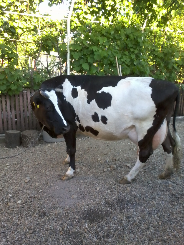 Vaca Holstein...(minim20l lapte pe zi) - Pret | Preturi Vaca Holstein...(minim20l lapte pe zi)