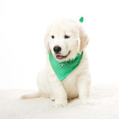 vindem catelusi Golden Retriever - Pret | Preturi vindem catelusi Golden Retriever