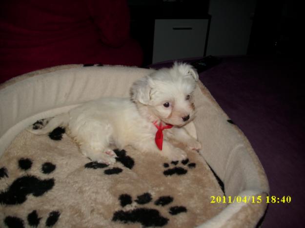 Bichon maltez fetita - Pret | Preturi Bichon maltez fetita