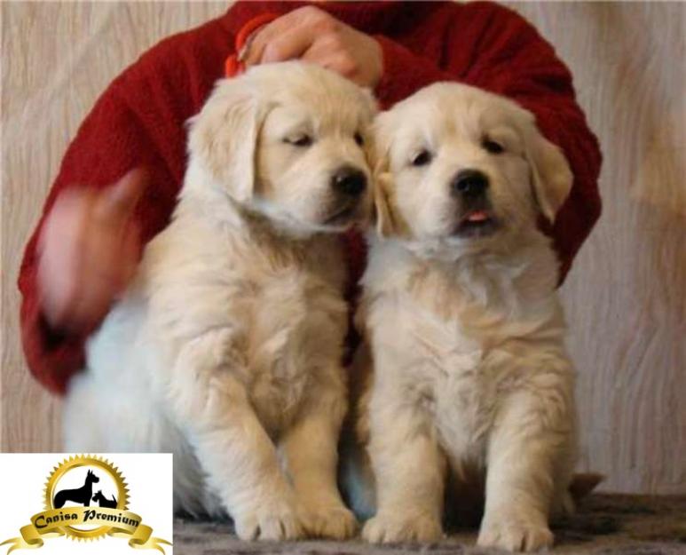 De vanzare Golden Retriever - Pret | Preturi De vanzare Golden Retriever