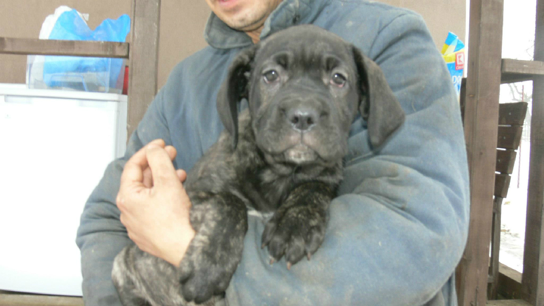 femela canecorso 3 luni tigrata - Pret | Preturi femela canecorso 3 luni tigrata