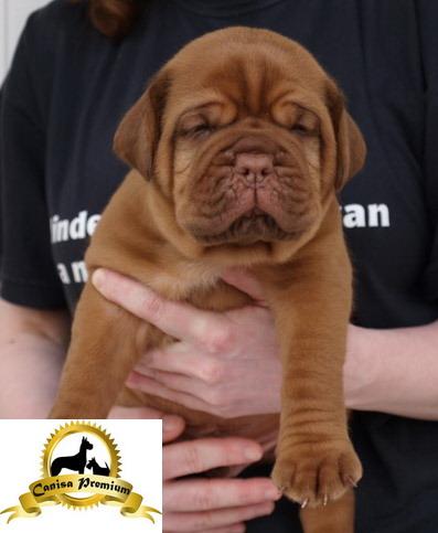 Puiuti Dog de Bordeaux de vanzare - Pret | Preturi Puiuti Dog de Bordeaux de vanzare