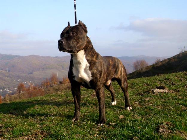 amstaff pentru monta - Pret | Preturi amstaff pentru monta