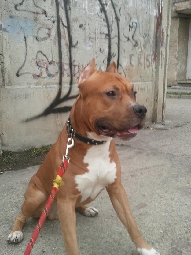 amstaff - Pret | Preturi amstaff