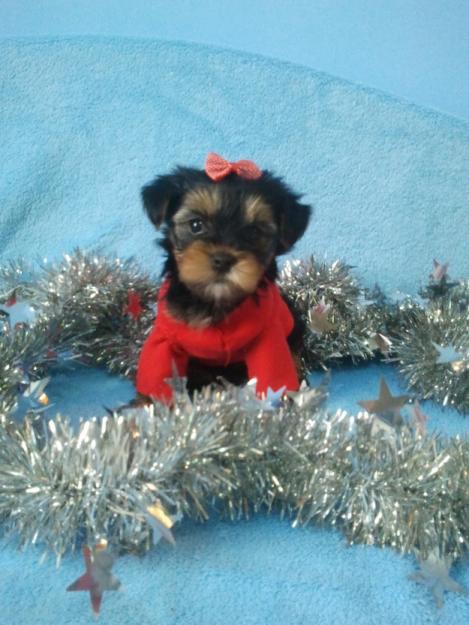 yorkshire terrier mini toy - Pret | Preturi yorkshire terrier mini toy