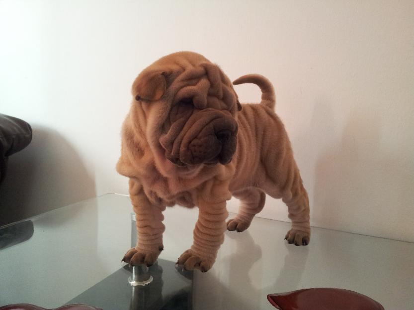 Shar-pei exemplare foarte reusite - Pret | Preturi Shar-pei exemplare foarte reusite