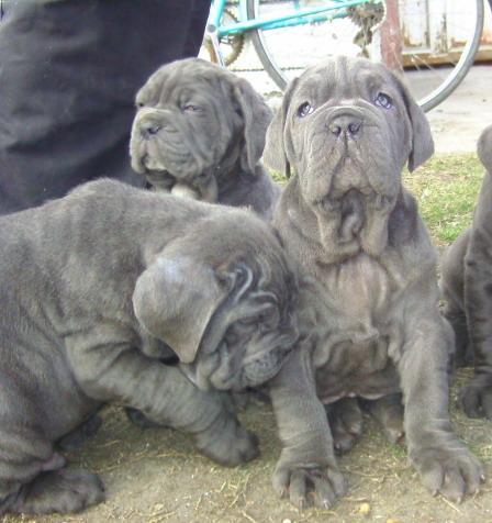 Vand Mastino Napoletano - oferta - Pret | Preturi Vand Mastino Napoletano - oferta