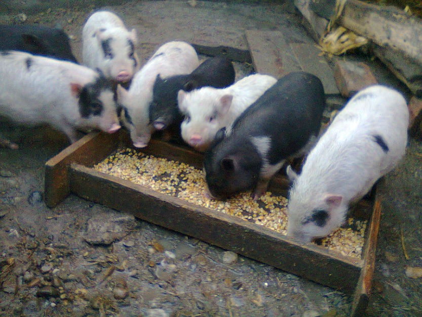 porci vietnamezi - Pret | Preturi porci vietnamezi