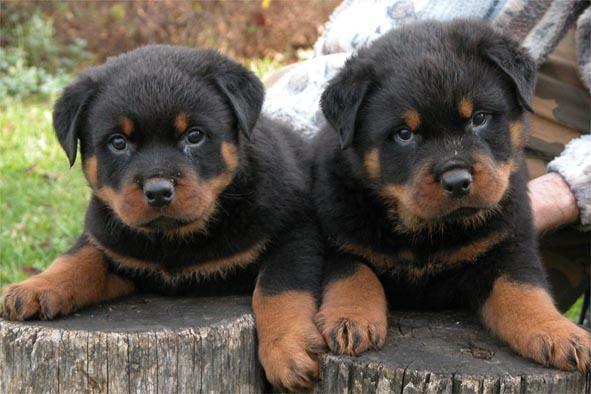 VAND PUI ROTTWEILER CALITATE GARANTATA PRET 150 EURO - Pret | Preturi VAND PUI ROTTWEILER CALITATE GARANTATA PRET 150 EURO