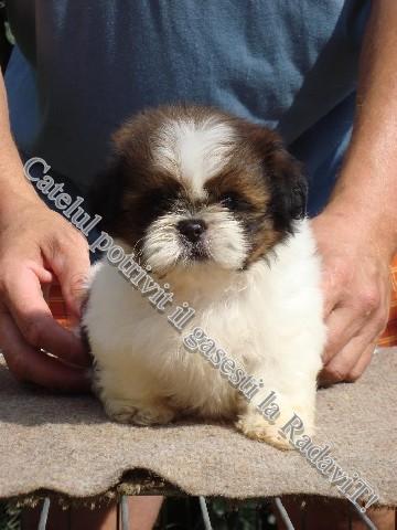 Shih Tzu de vanzare - Pret | Preturi Shih Tzu de vanzare