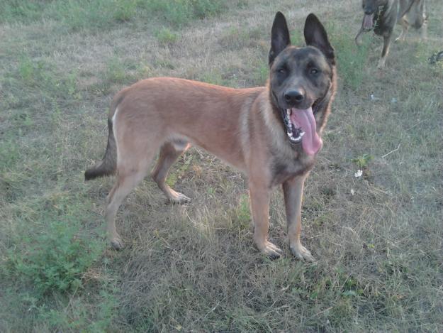 ciobanesc belgian malinois de vanzare - Pret | Preturi ciobanesc belgian malinois de vanzare