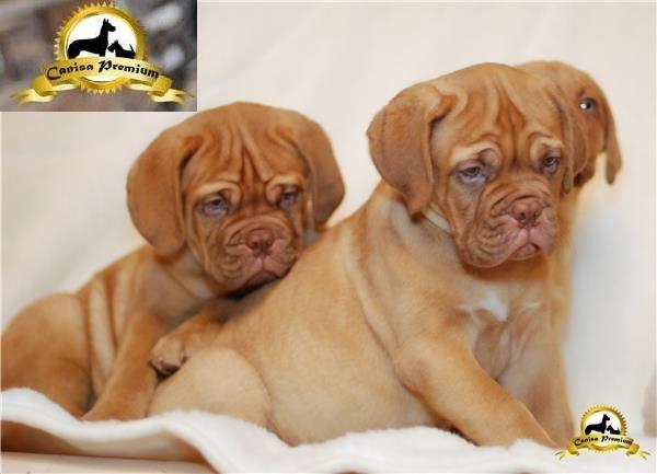 De vanzare pui Dog de Bordeaux - Pret | Preturi De vanzare pui Dog de Bordeaux