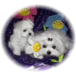 PUI BICHON MALTESE 250 EURO - Pret | Preturi PUI BICHON MALTESE 250 EURO