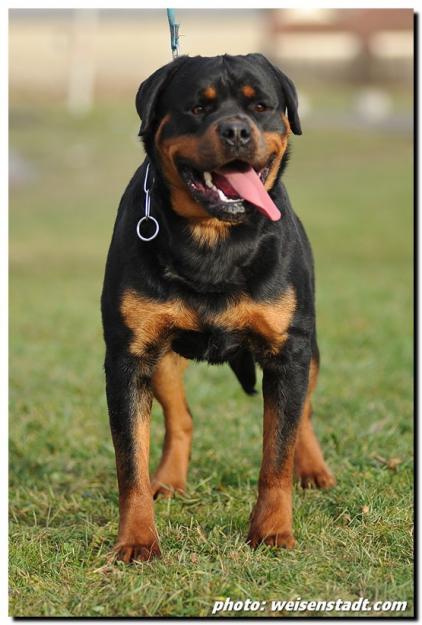 Pui Rottweiler Germania de vanzare! - Pret | Preturi Pui Rottweiler Germania de vanzare!