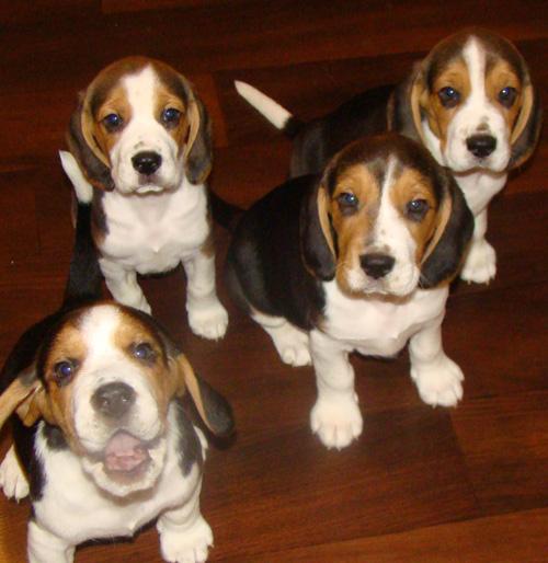 Ocazie pui beagle - Pret | Preturi Ocazie pui beagle